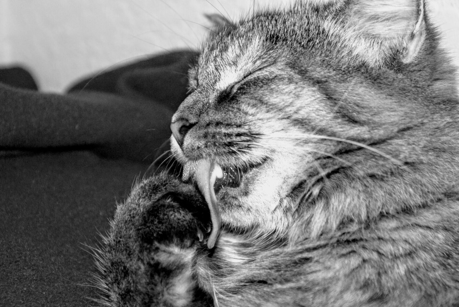 Sony Alpha DSLR-A200 sample photo. Cat, tongue, licking photography