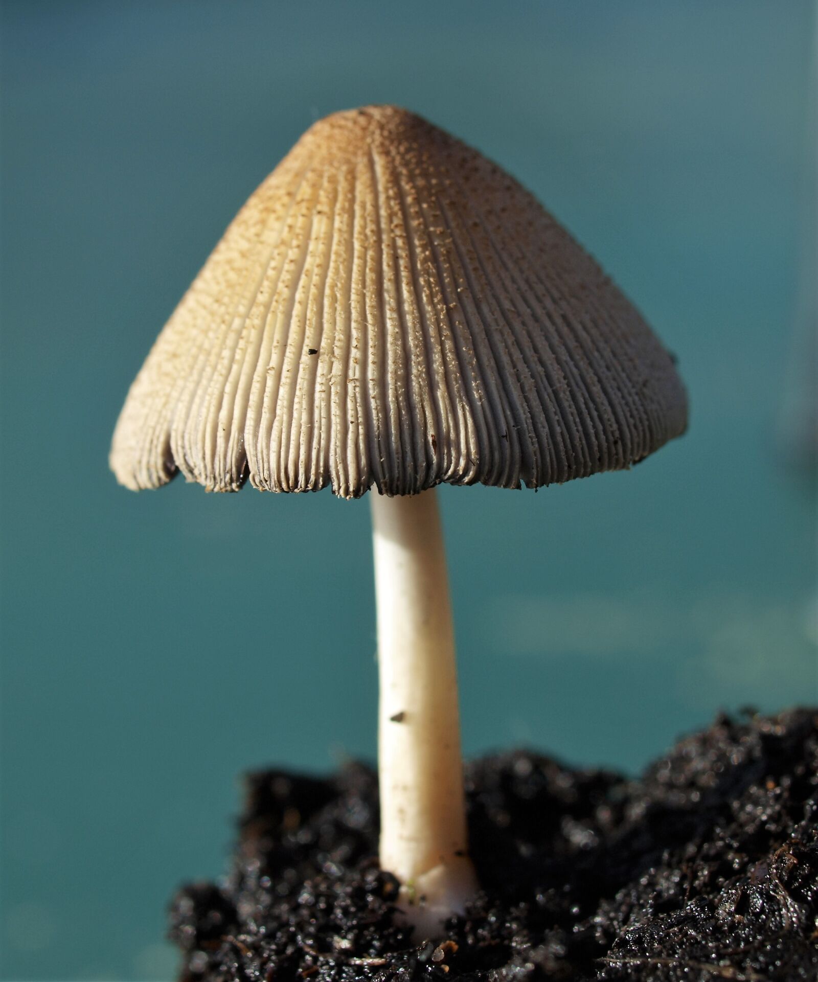 Olympus E-520 (EVOLT E-520) sample photo. Fungi, toadstool, nature photography