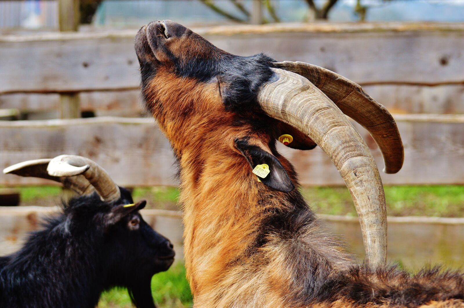 Nikon D3200 sample photo. Goat, animal, farm photography