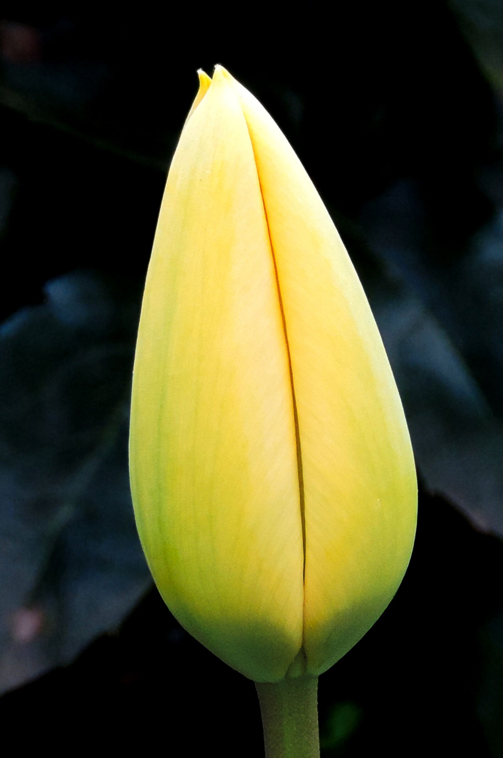 Nikon Coolpix P520 sample photo. Tulip, yellow, blossom photography
