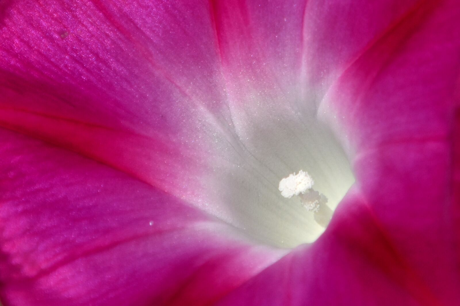 Nikon D3500 sample photo. Flower, petals, nature photography
