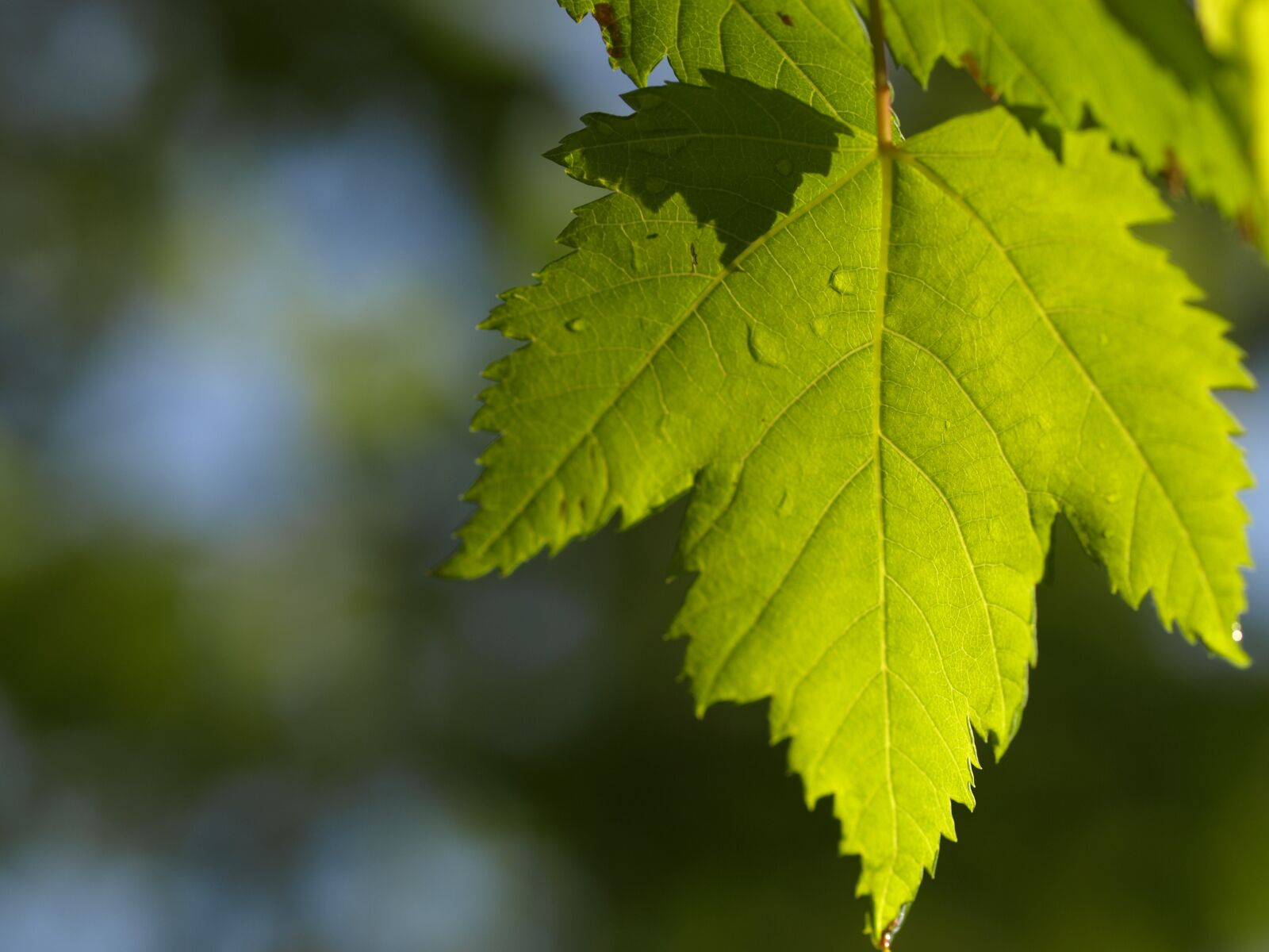Olympus E-510 (EVOLT E-510) sample photo. Leaf, maple, sun photography
