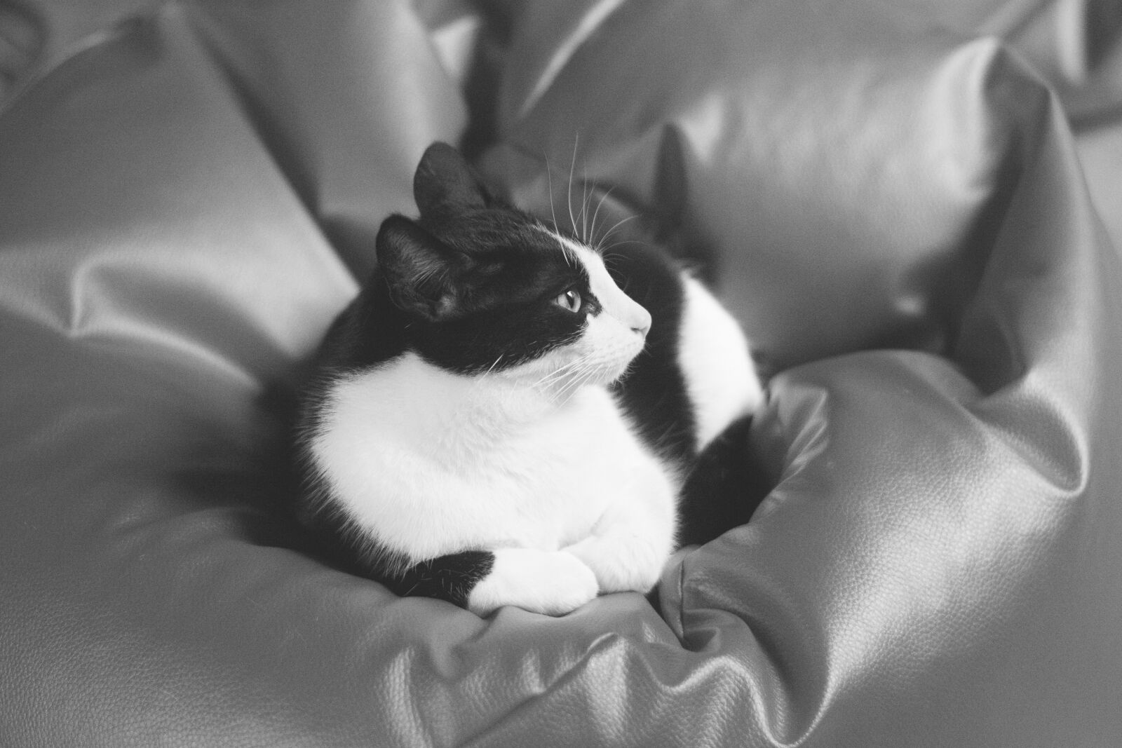 Nikon D5200 sample photo. Cat, kitten, tomcat photography