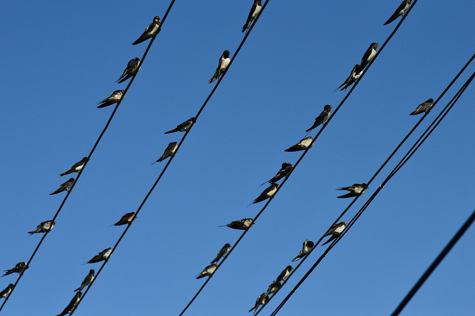 Nikon D3200 sample photo. Swallow, swallows, migratory birds photography