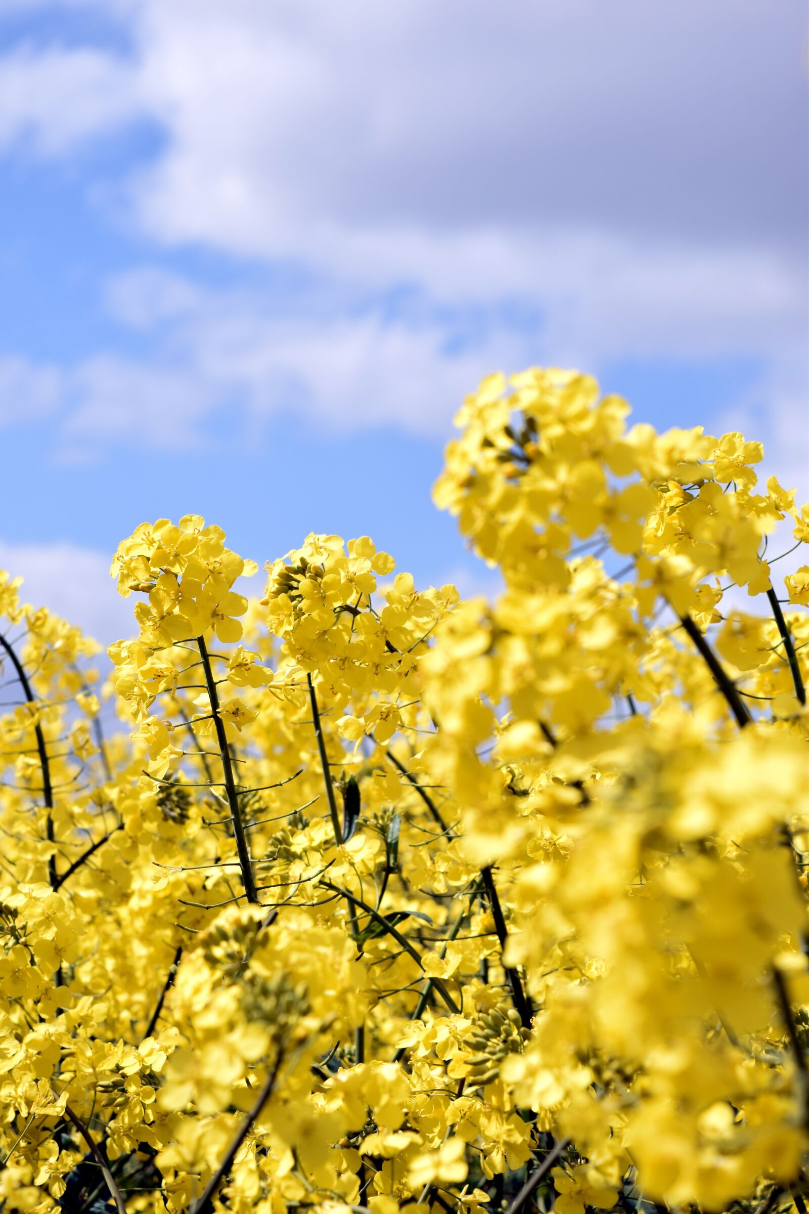 Nikon D5300 sample photo. Oilseed rape, yellow, sky photography