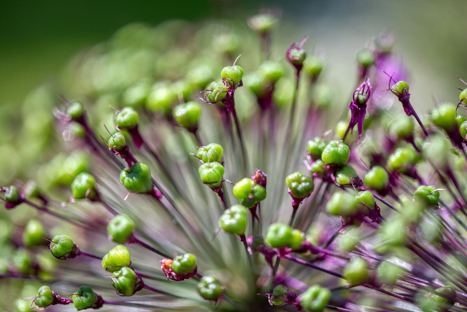 Nikon D750 sample photo. Ornamental onion, allium, onion photography
