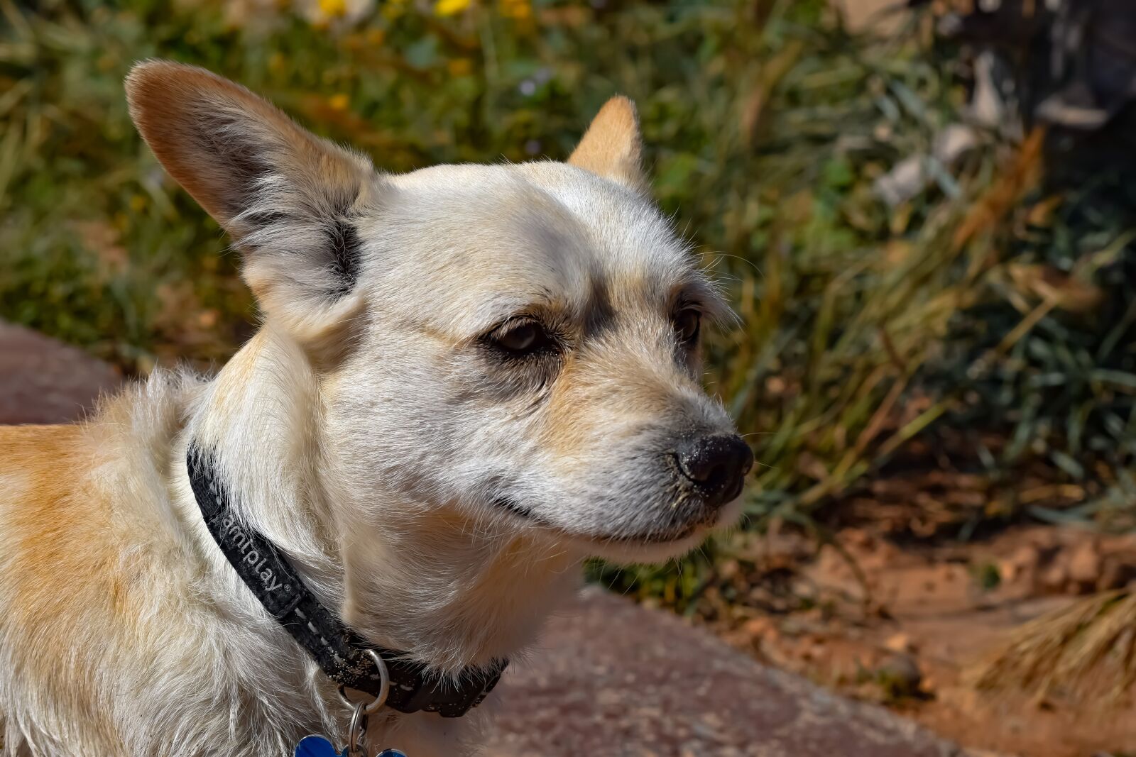 Nikon D3300 sample photo. Dog, animal, canine photography