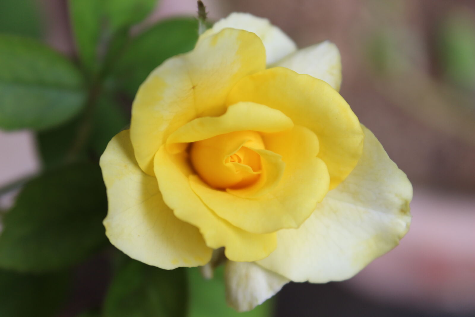 Canon EOS 700D (EOS Rebel T5i / EOS Kiss X7i) sample photo