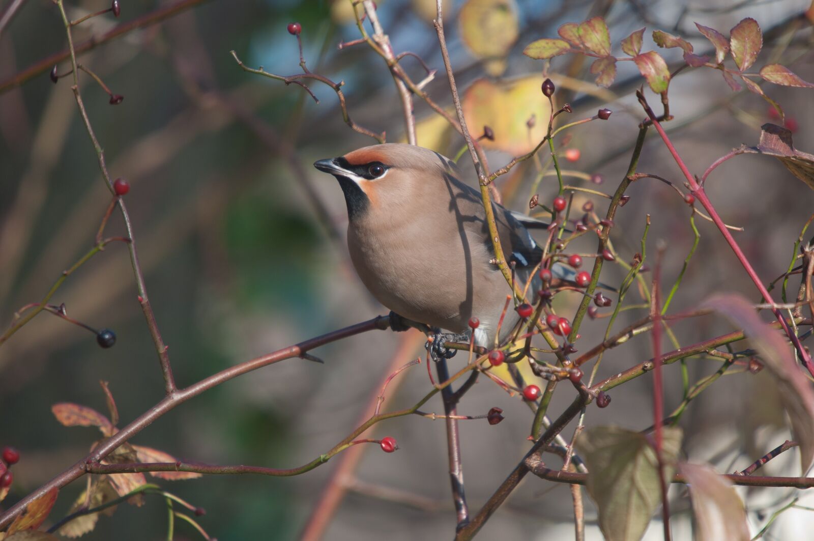 Nikon D90 sample photo. Bohemian waxwing, bird, nature photography