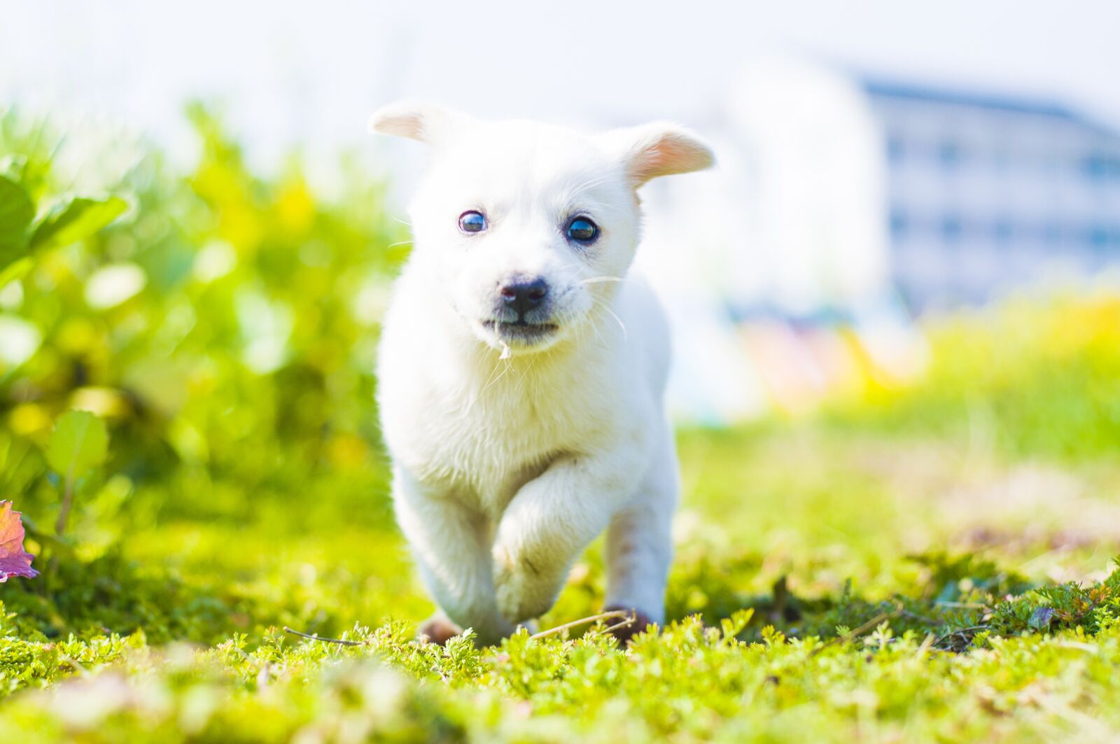 Nikon D90 sample photo. 狗, 可爱, 清新 photography