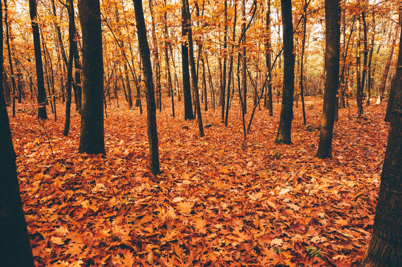 Sony Alpha a5000 (ILCE 5000) sample photo. Autumn, germany, leafs, sun photography