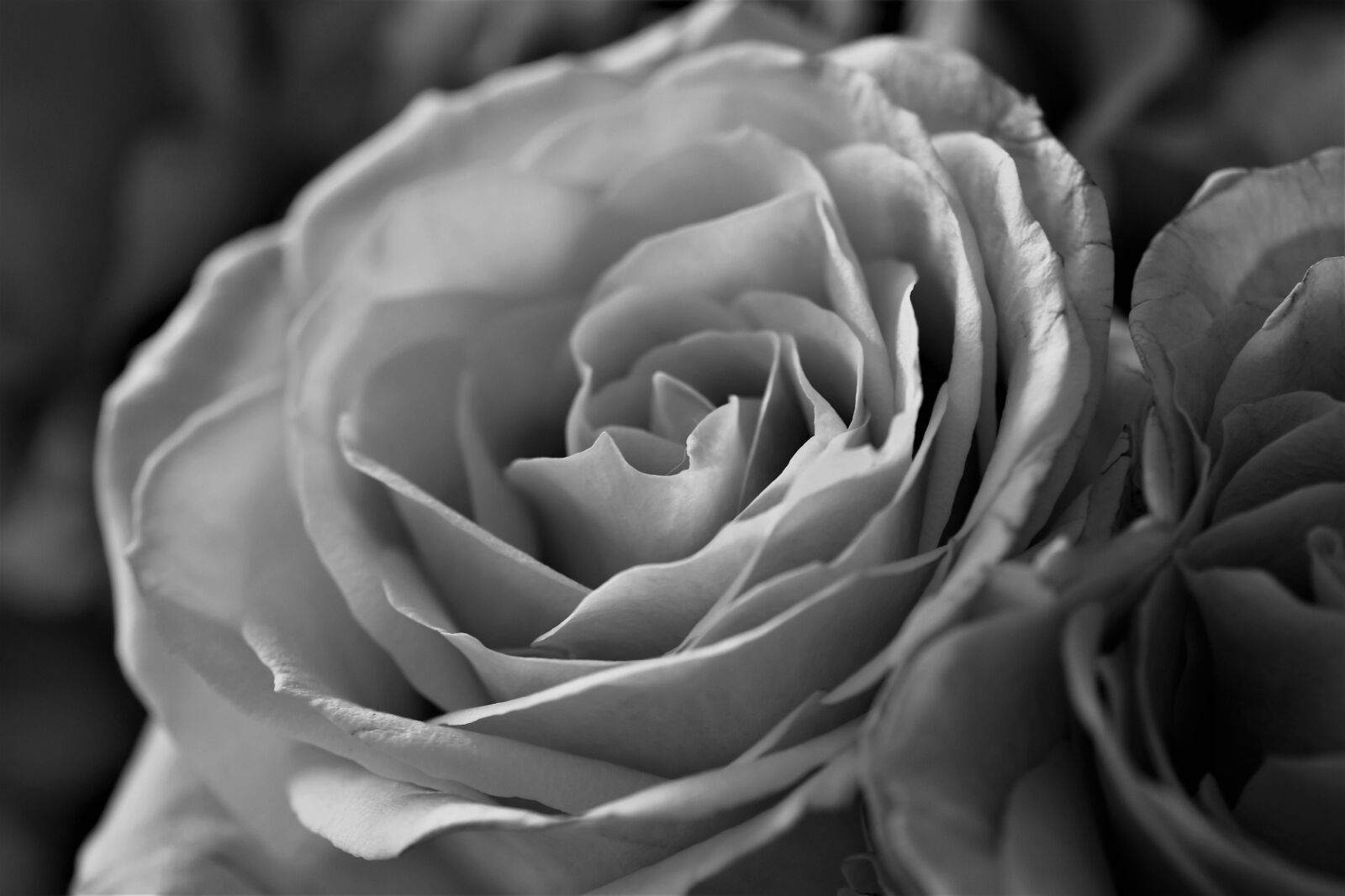 Nikon D5500 sample photo. Roses, flowers, bloom photography