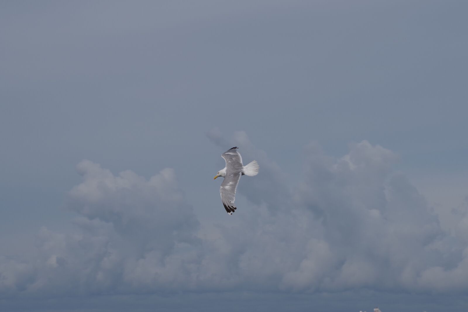 Pentax K-1 sample photo. Bird, sea gull, nature photography
