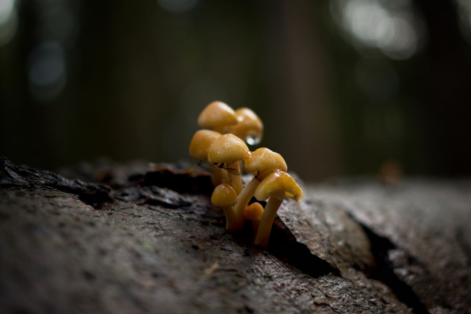 Pentax K-70 sample photo. Mushrooms, forest, mosquitoes photography