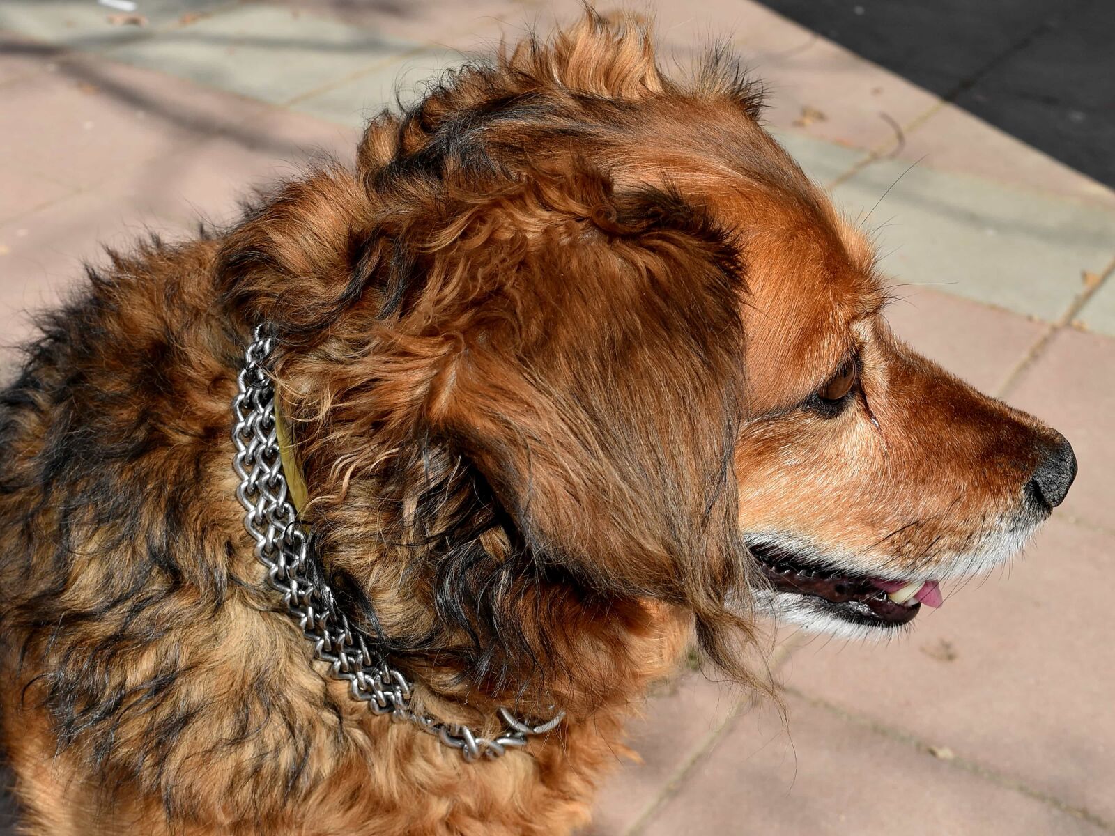 Nikon D5500 sample photo. Dog, necklace, adorable, animal photography