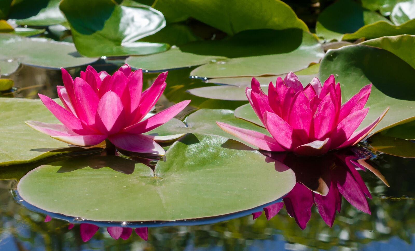 Nikon D7000 + AF Micro-Nikkor 55mm f/2.8 sample photo. Pond, water, lily photography