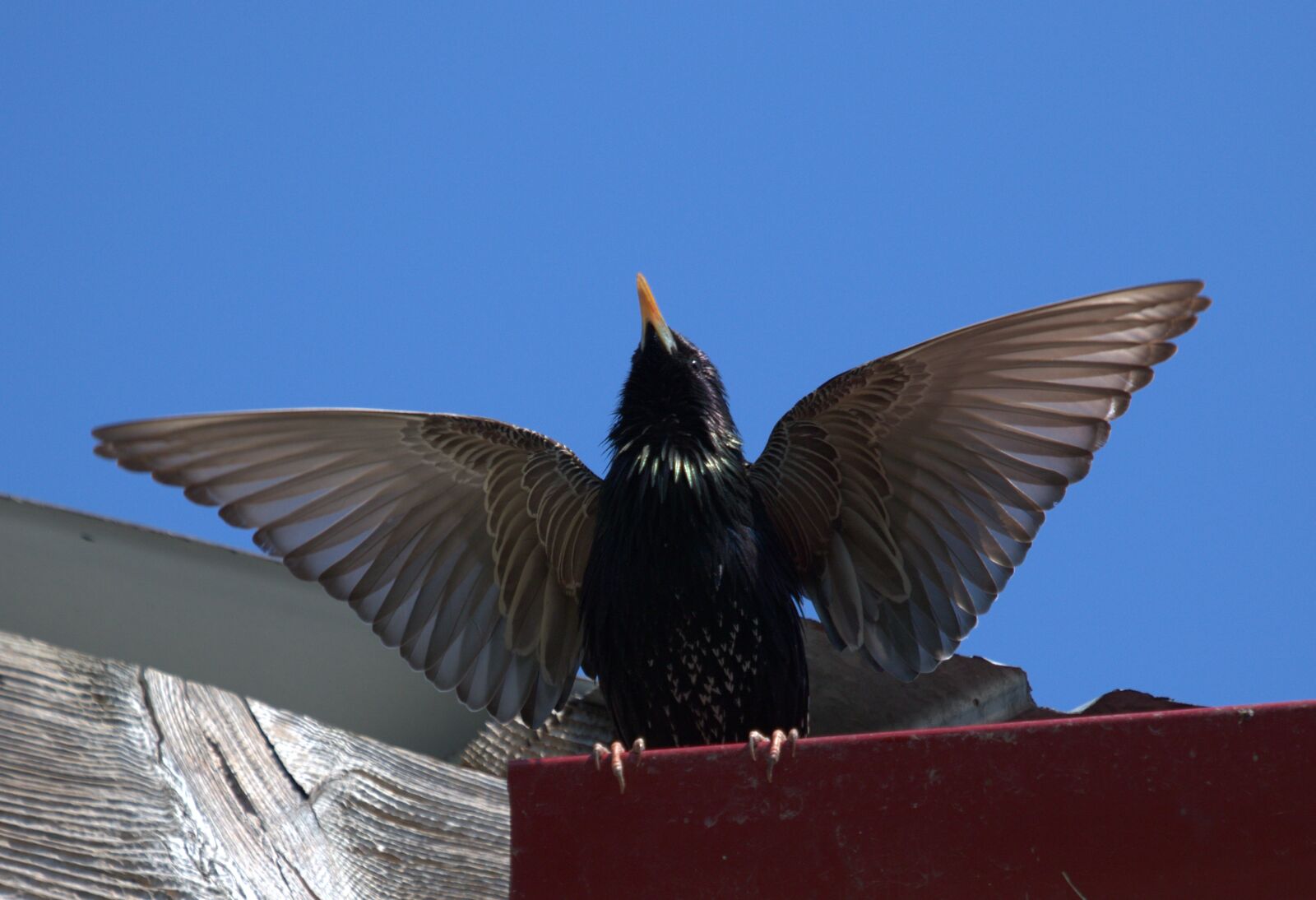 Canon EOS 7D Mark II sample photo. Starling, birds, wings photography
