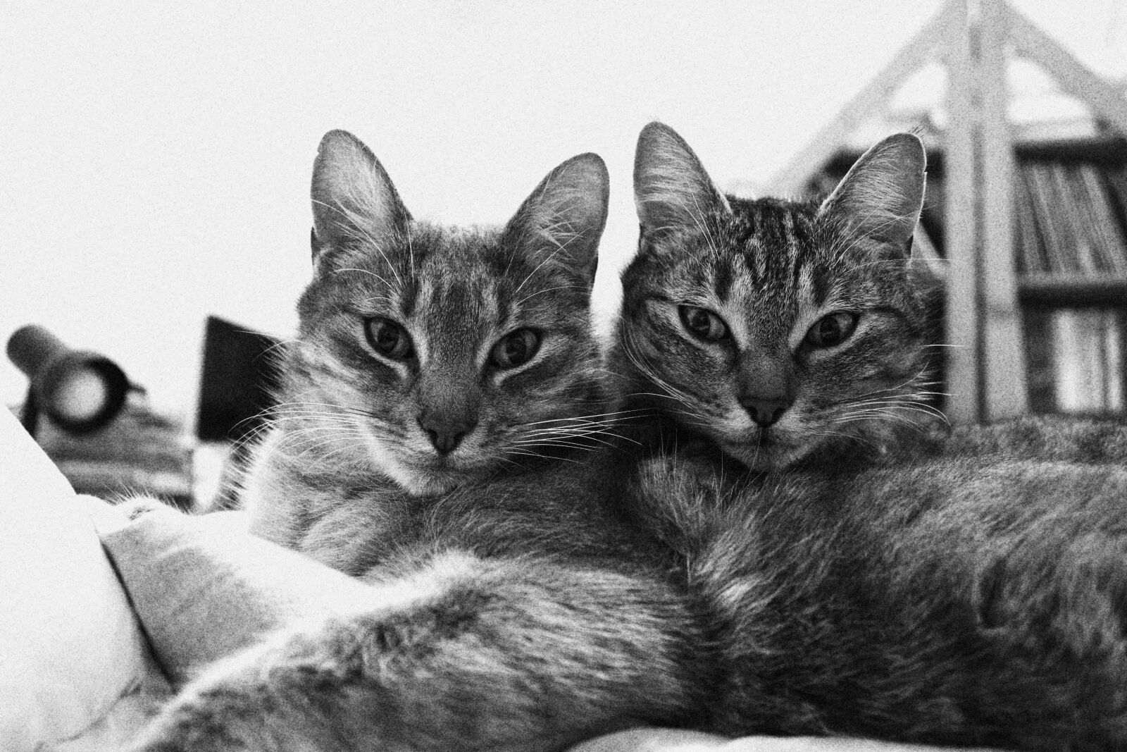 Canon EOS 750D (EOS Rebel T6i / EOS Kiss X8i) + Canon EF-S 18-55mm F3.5-5.6 IS II sample photo. Cats, black and white photography