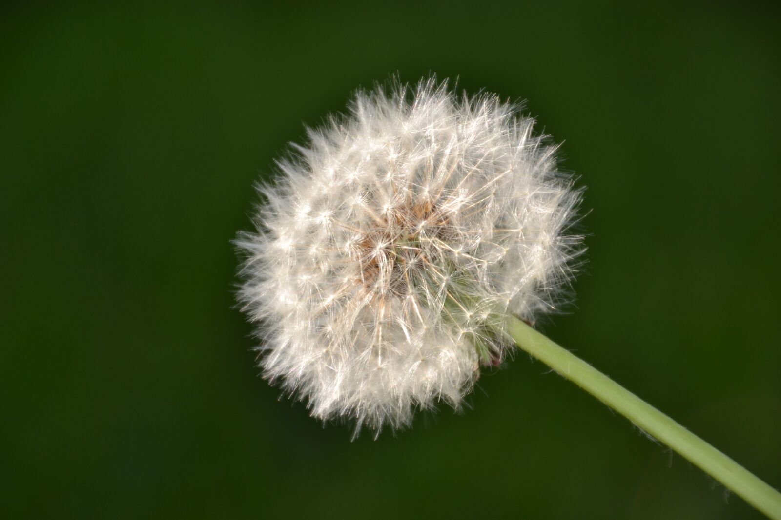 Nikon D3100 sample photo. Flower, dandelion, nature photography