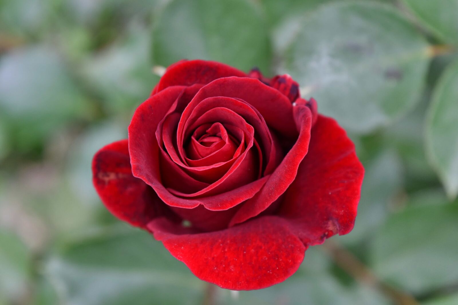 Nikon D5500 sample photo. Blurry, red, romance, petal photography