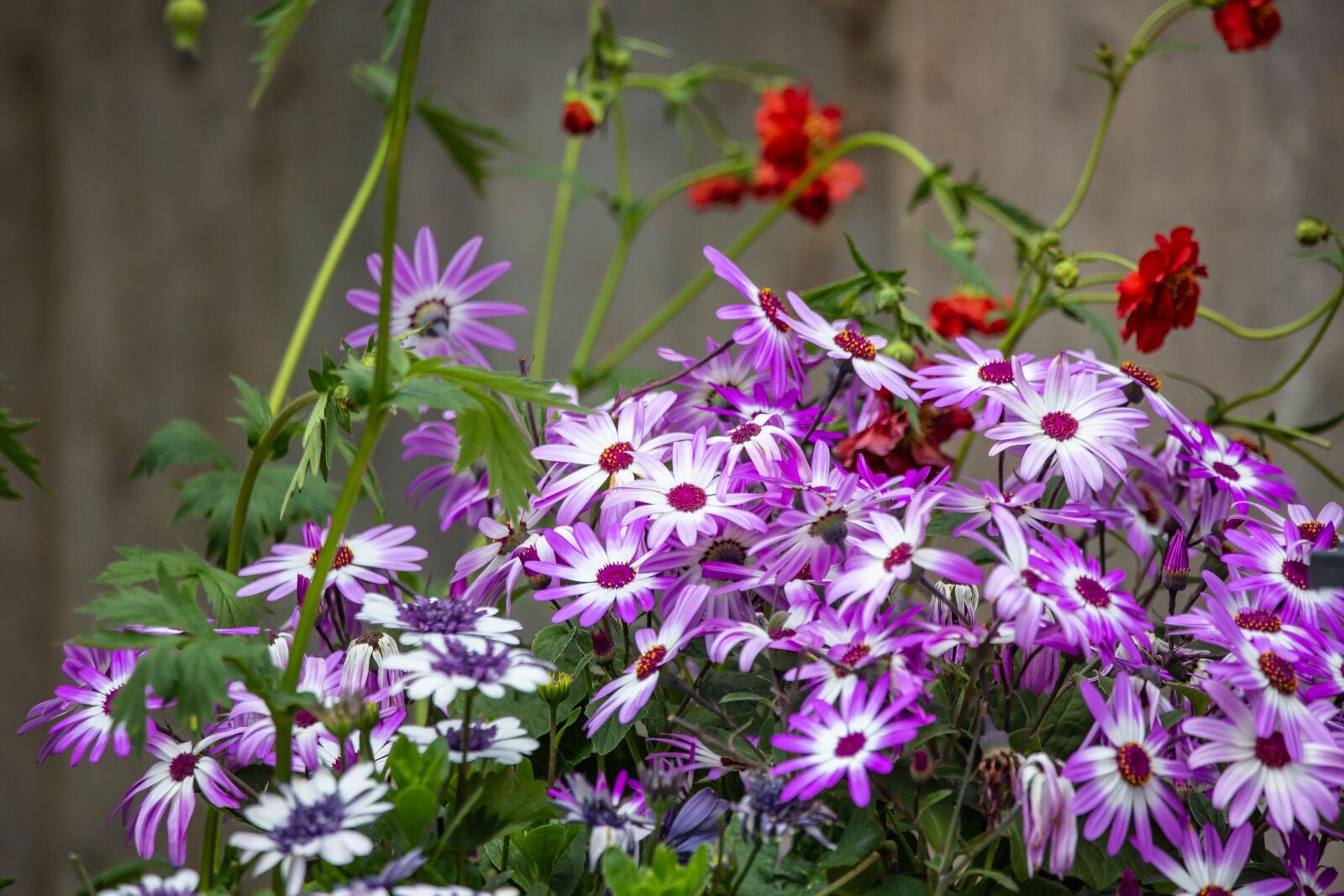 150-600mm F5-6.3 DG OS HSM | Contemporary 015 sample photo. Purple daisy, purple and photography
