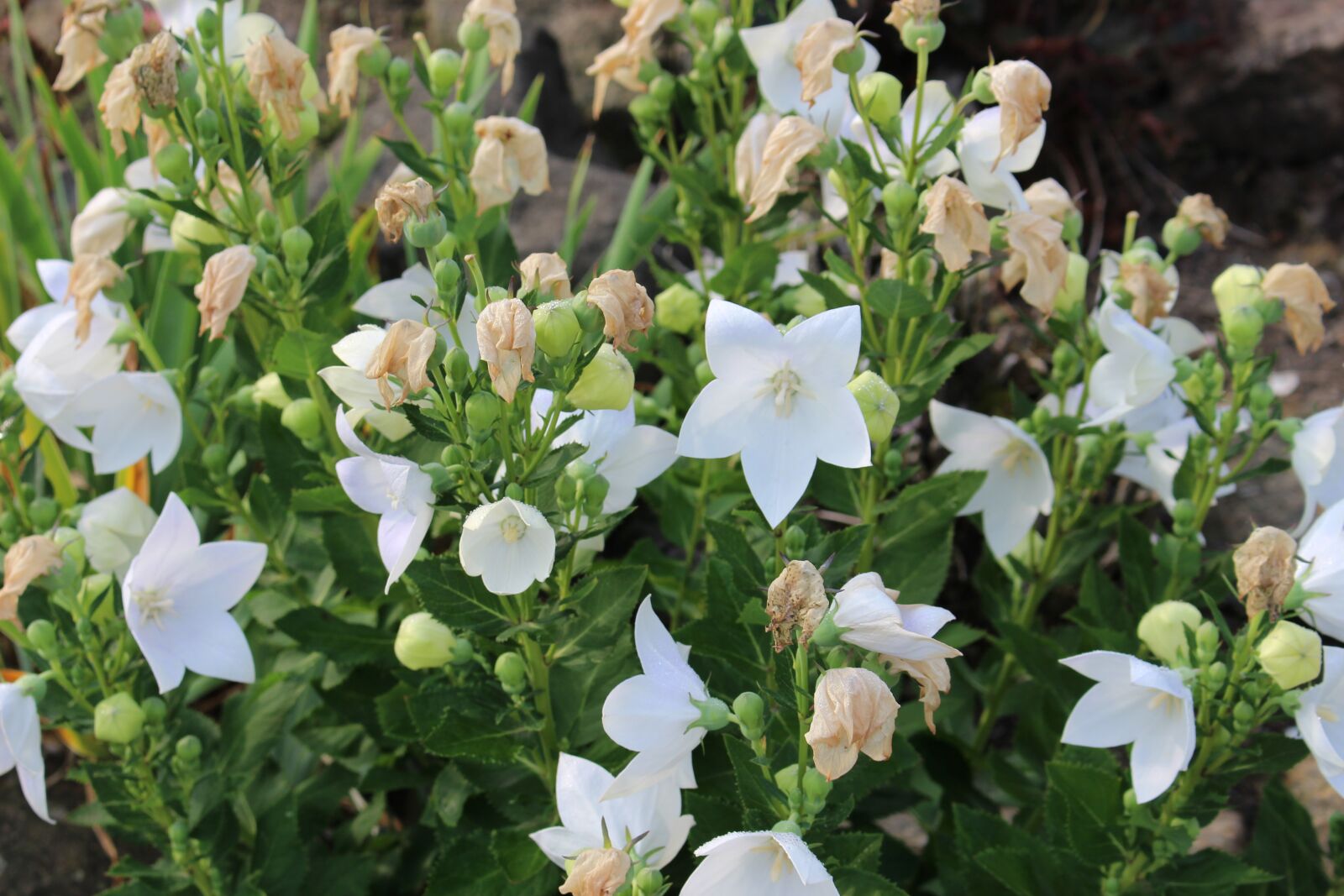 Canon EOS 100D (EOS Rebel SL1 / EOS Kiss X7) sample photo. White flower, flora, nature photography