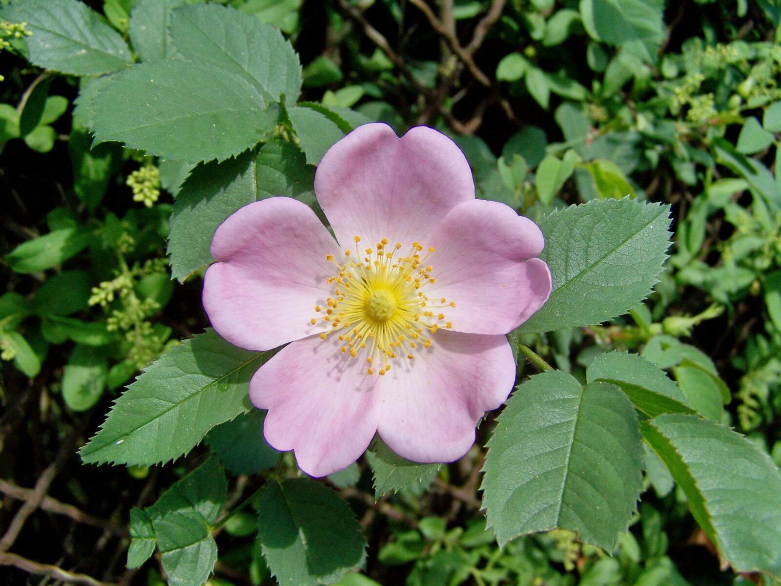 Kodak EASYSHARE ZD710 ZOOM DIGITAL CAMERA sample photo. Brian, lace roses, pink photography