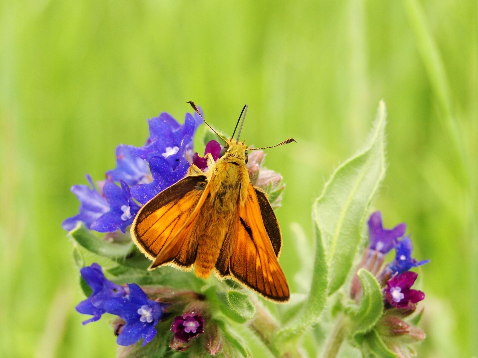 Sony Cyber-shot DSC-HX1 sample photo. Nature, butterfly day, flower photography