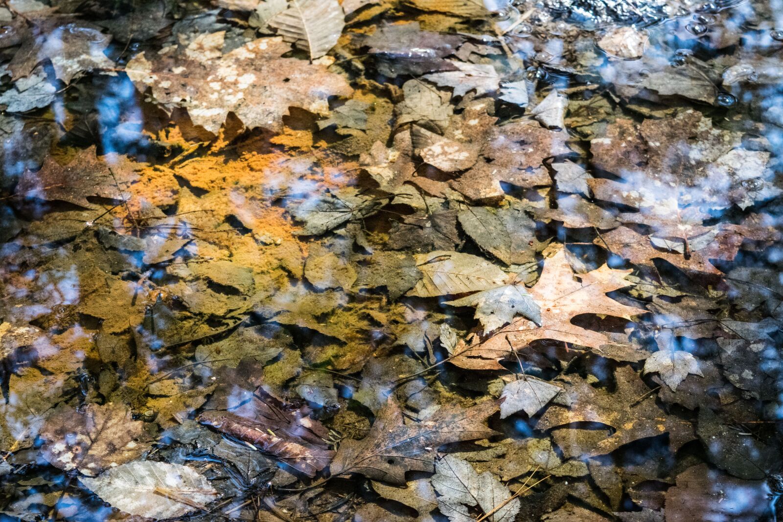 Nikon D3300 sample photo. Nature, fall, river photography