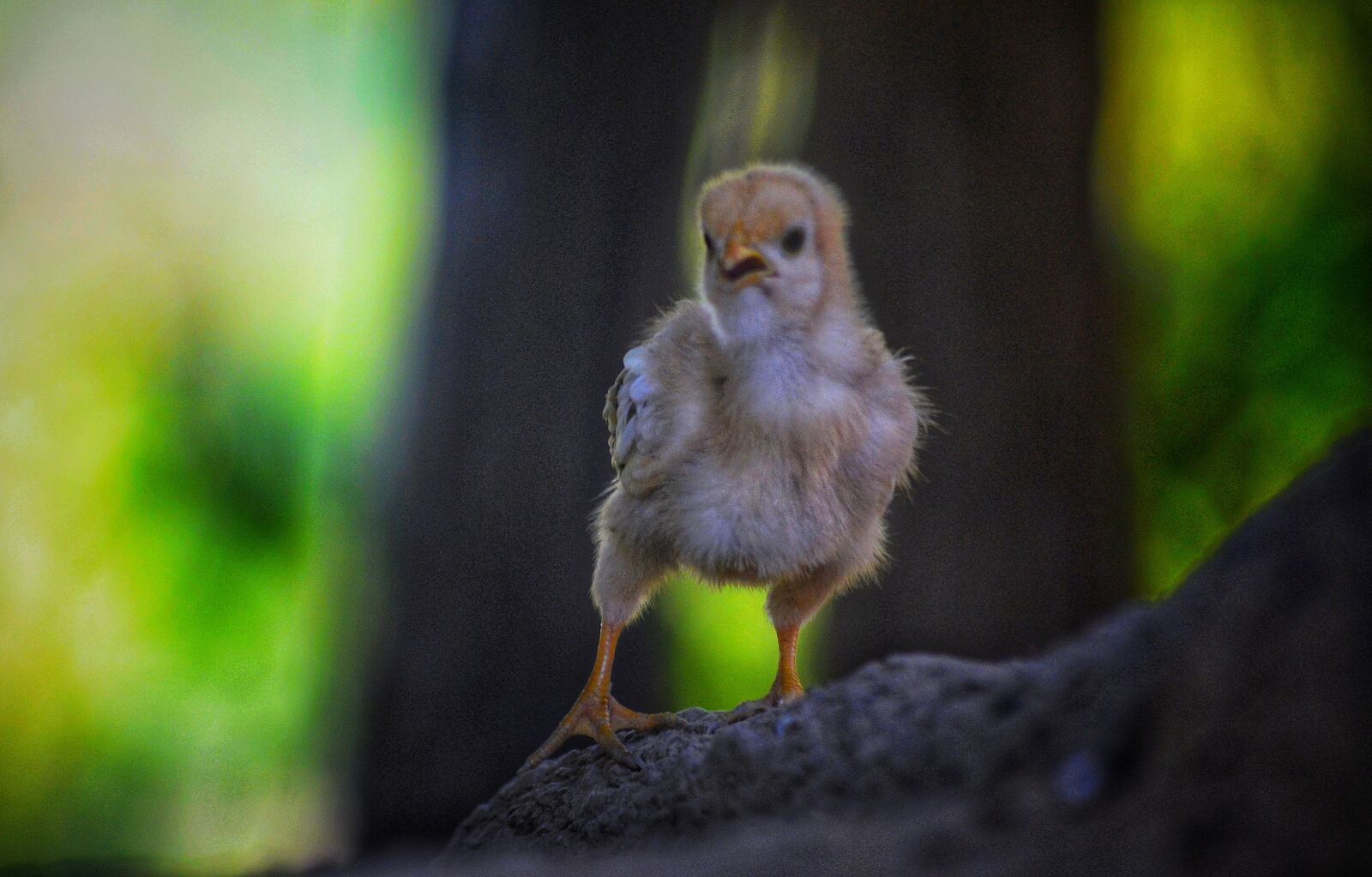 Nikon D5100 sample photo. Chicken, animal, pet photography
