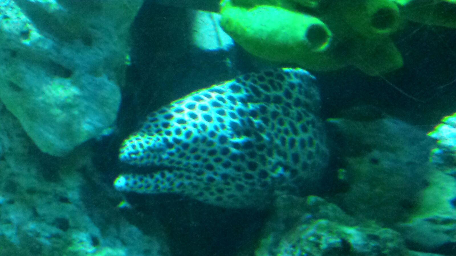 Samsung Galaxy S4 sample photo. Fish, ocean, underwater photography