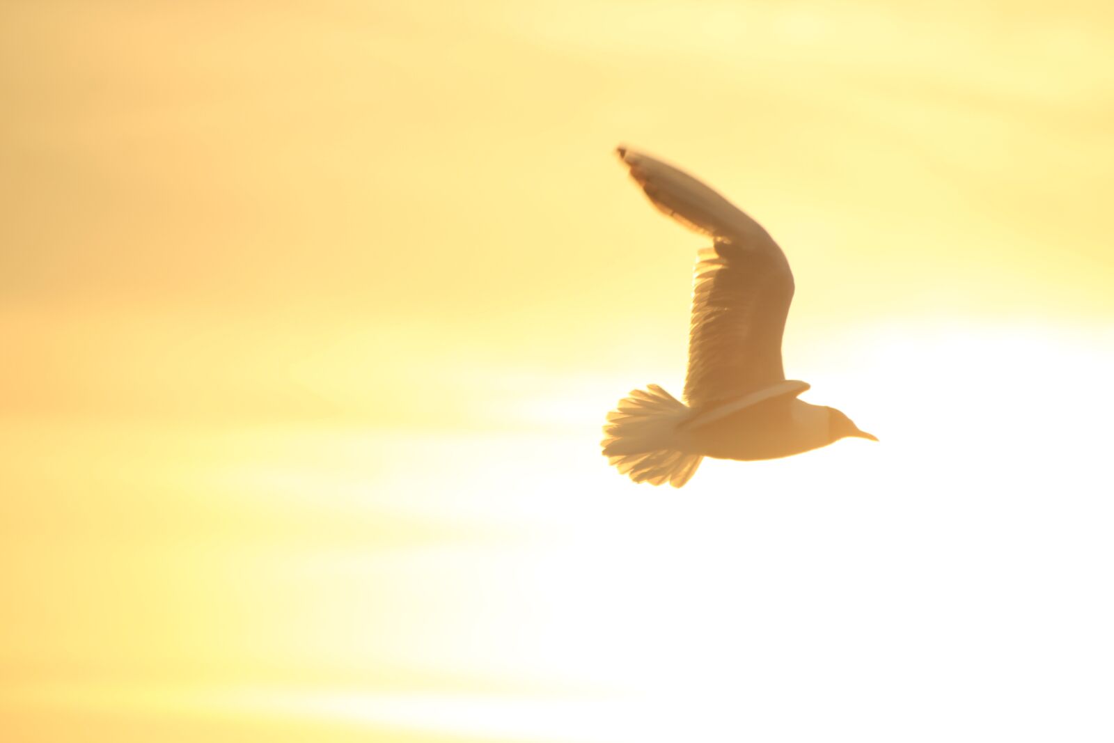 Canon EOS 1200D (EOS Rebel T5 / EOS Kiss X70 / EOS Hi) sample photo. Bird, sun, freedom photography