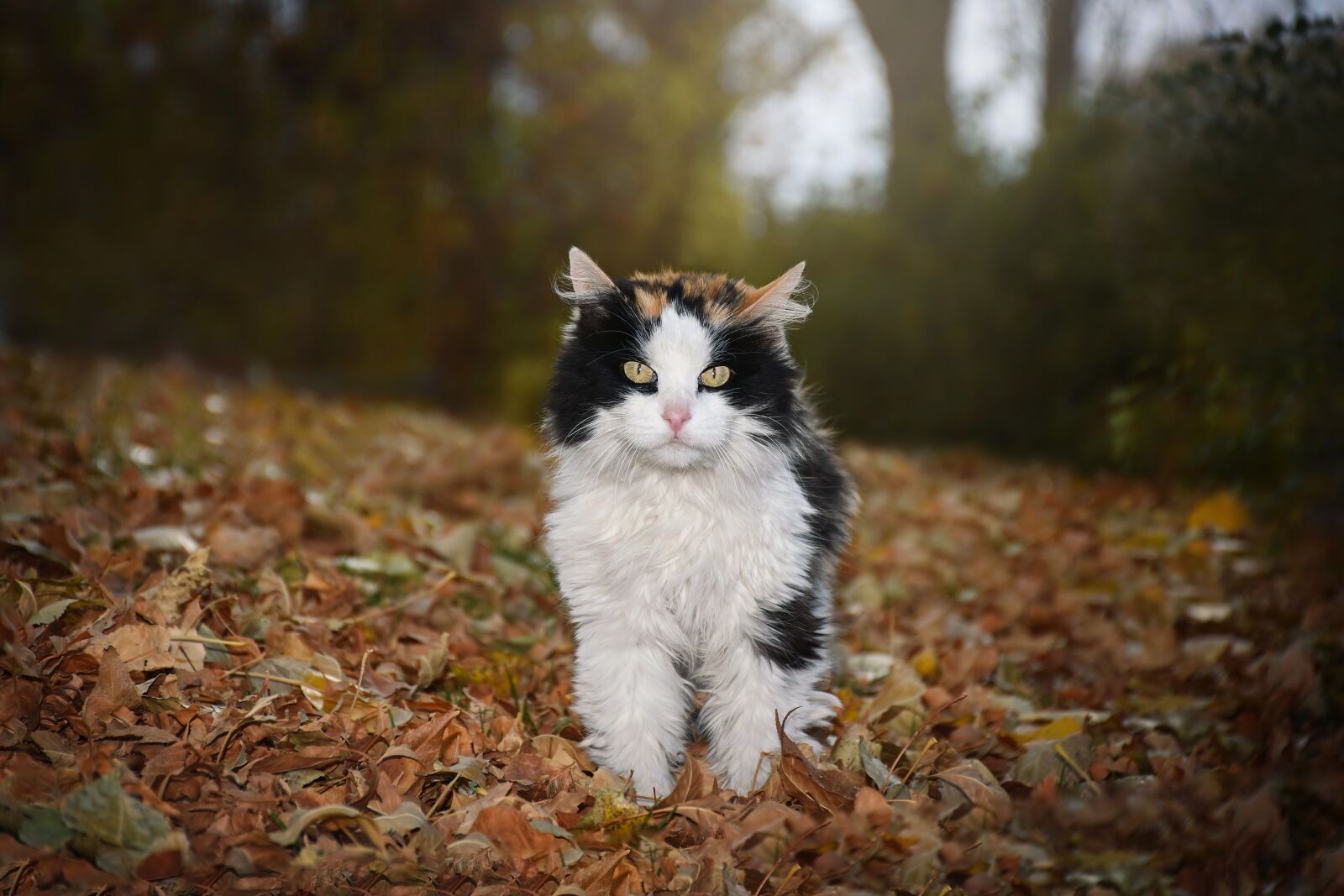 Nikon D7200 sample photo. Nature, outdoors, animal photography