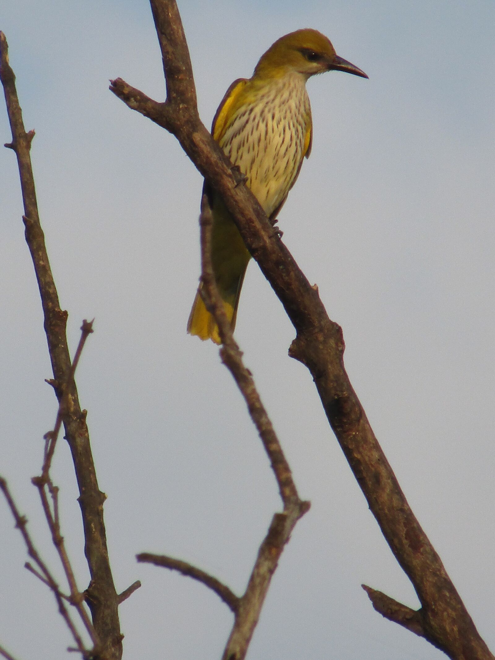 Canon POWERSHOT SX430 IS sample photo. Oriole, bird, n photography