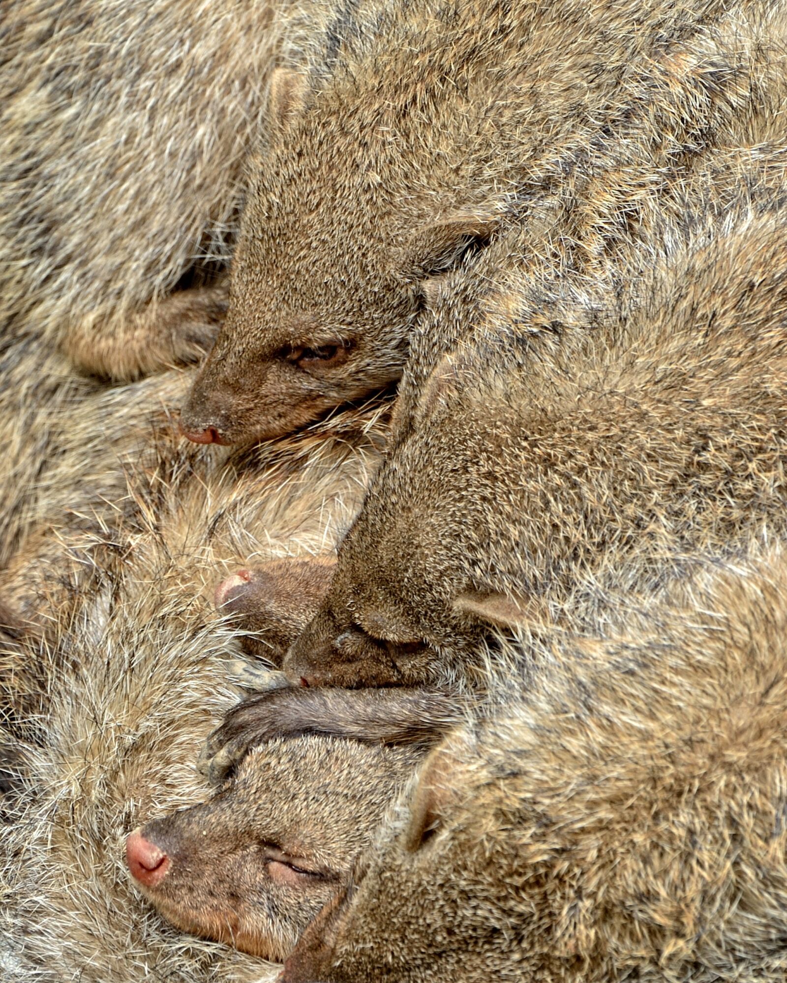Nikon D7100 sample photo. Mongoose, wild animal, creature photography