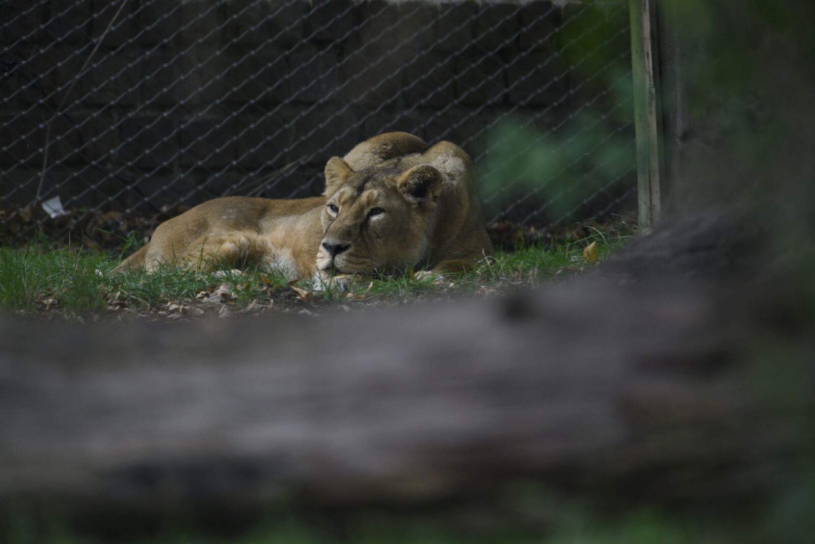 Nikon Z7 sample photo. Lioness, predator, africa photography