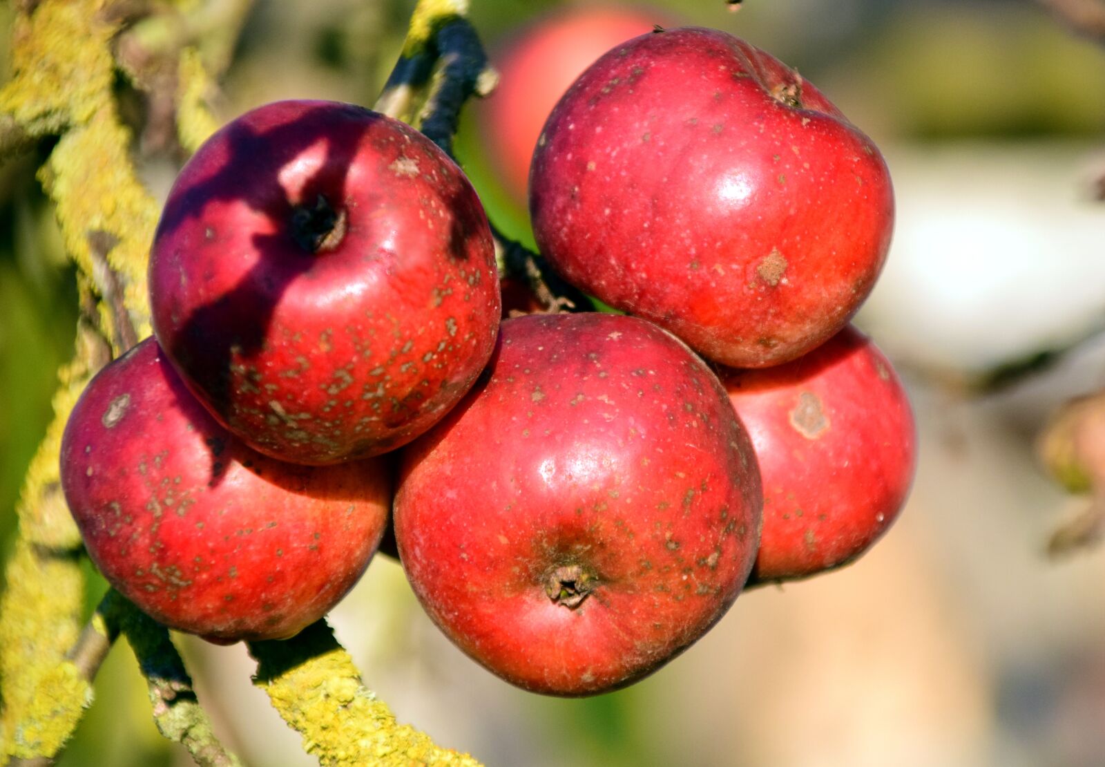 Nikon D3300 sample photo. Apple, apple tree, fruit photography