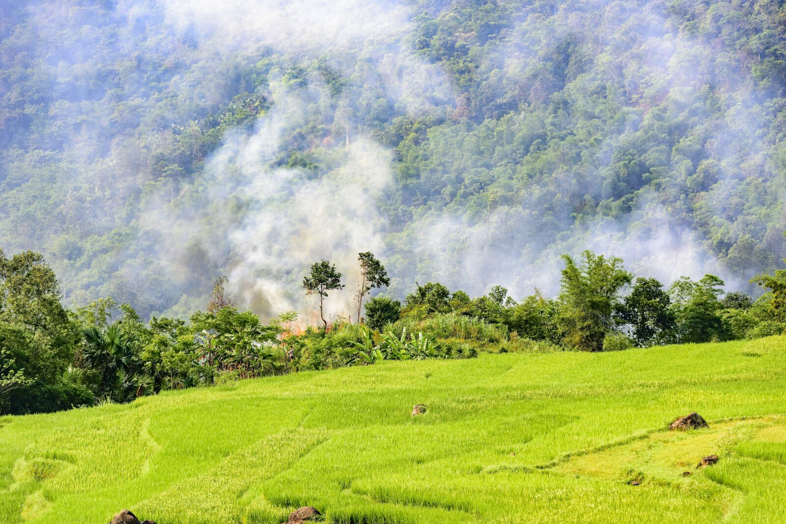 Nikon D810 sample photo. Pu luong nature reserve photography