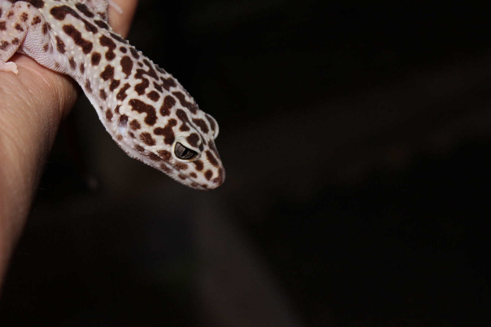 Canon EOS 600D (Rebel EOS T3i / EOS Kiss X5) sample photo. Black, black, background, gecko photography