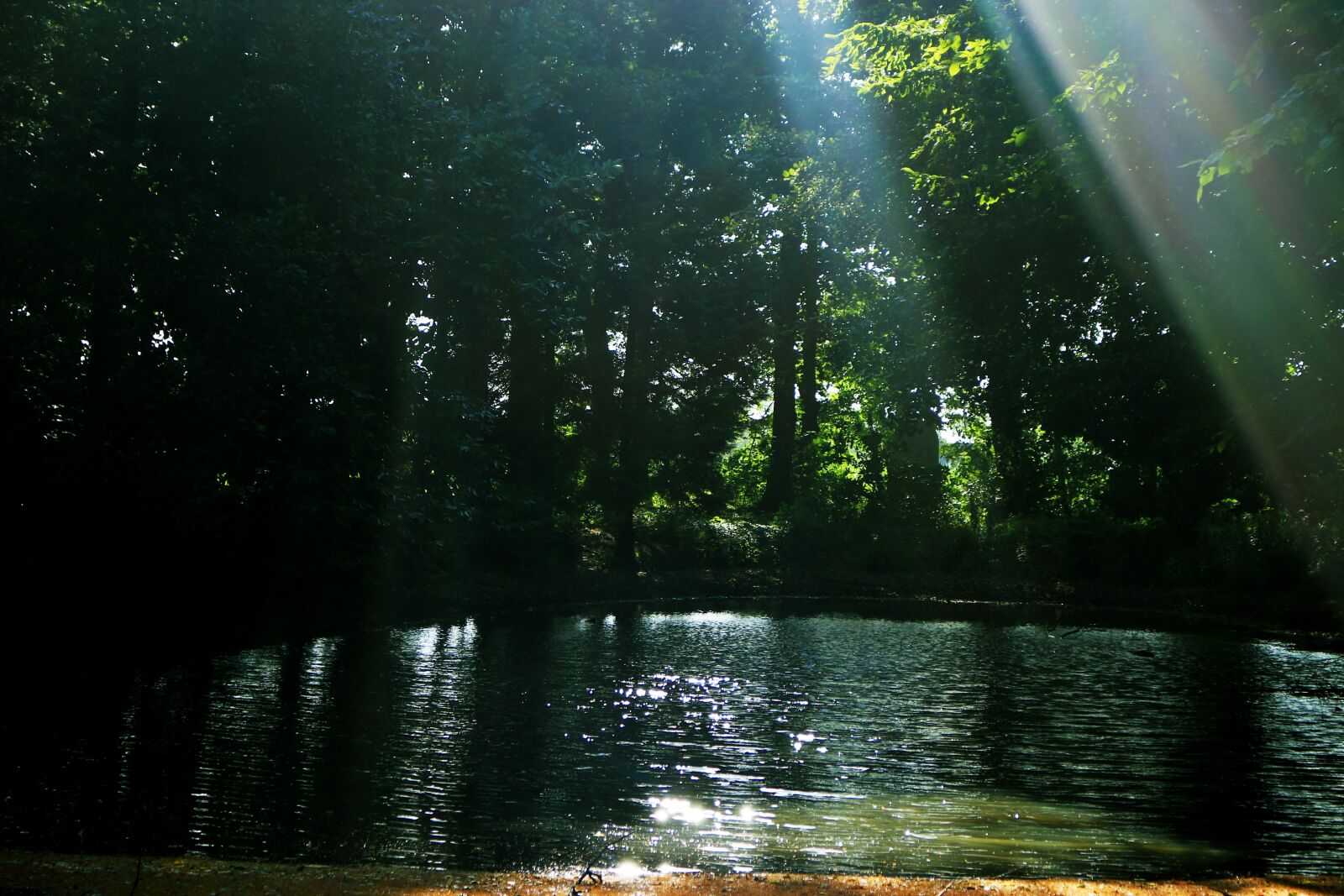 Canon EOS 100D (EOS Rebel SL1 / EOS Kiss X7) sample photo. Forest, water, rays photography