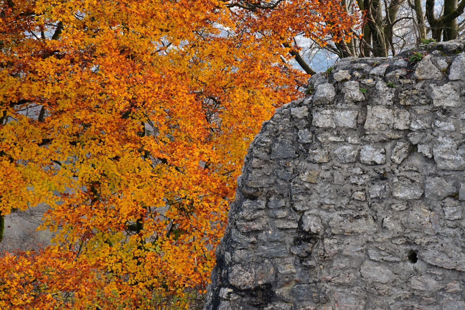 Nikon D5600 sample photo. Forest, autumn, nature photography