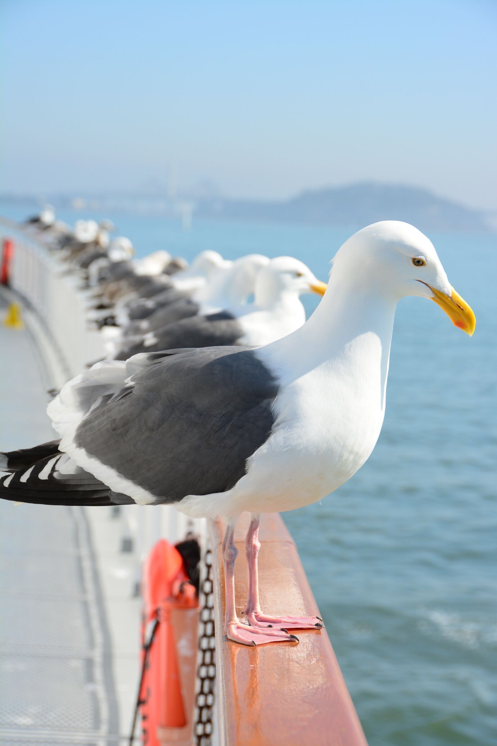 Nikon D5200 sample photo. Seagull, bird, ship photography