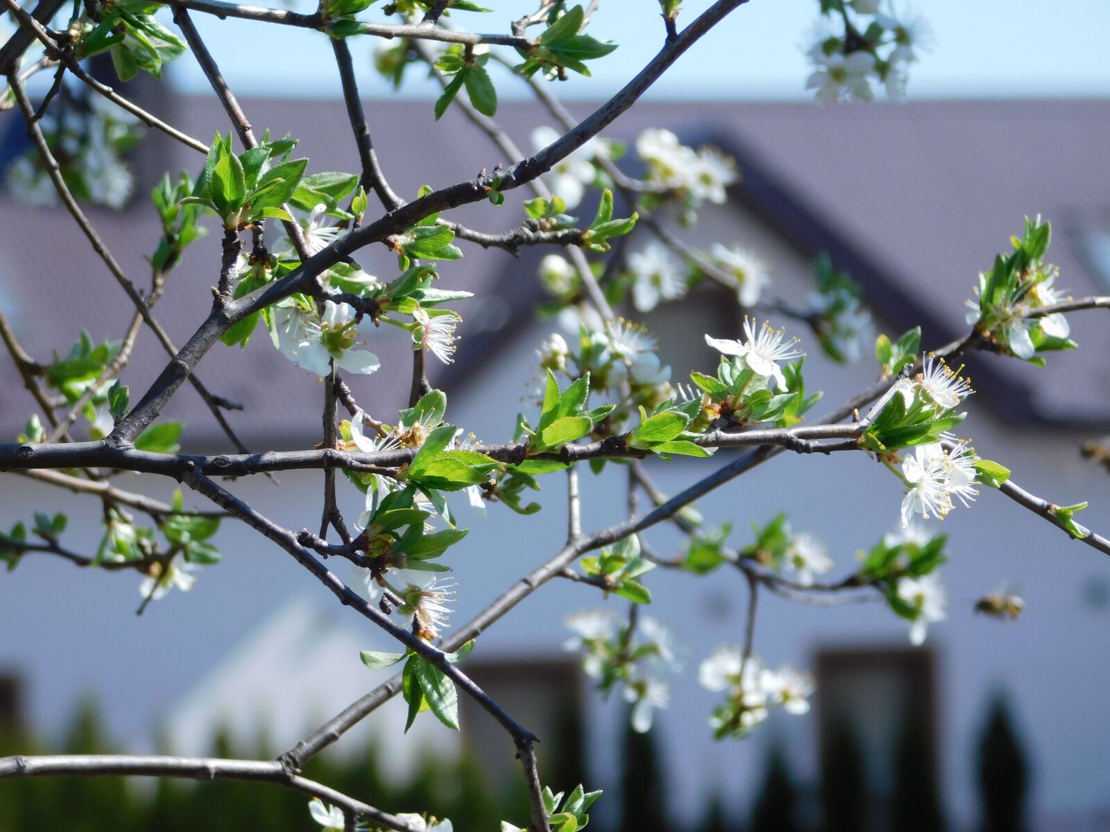 Nikon Coolpix B500 sample photo. Spring, flowers, tree photography