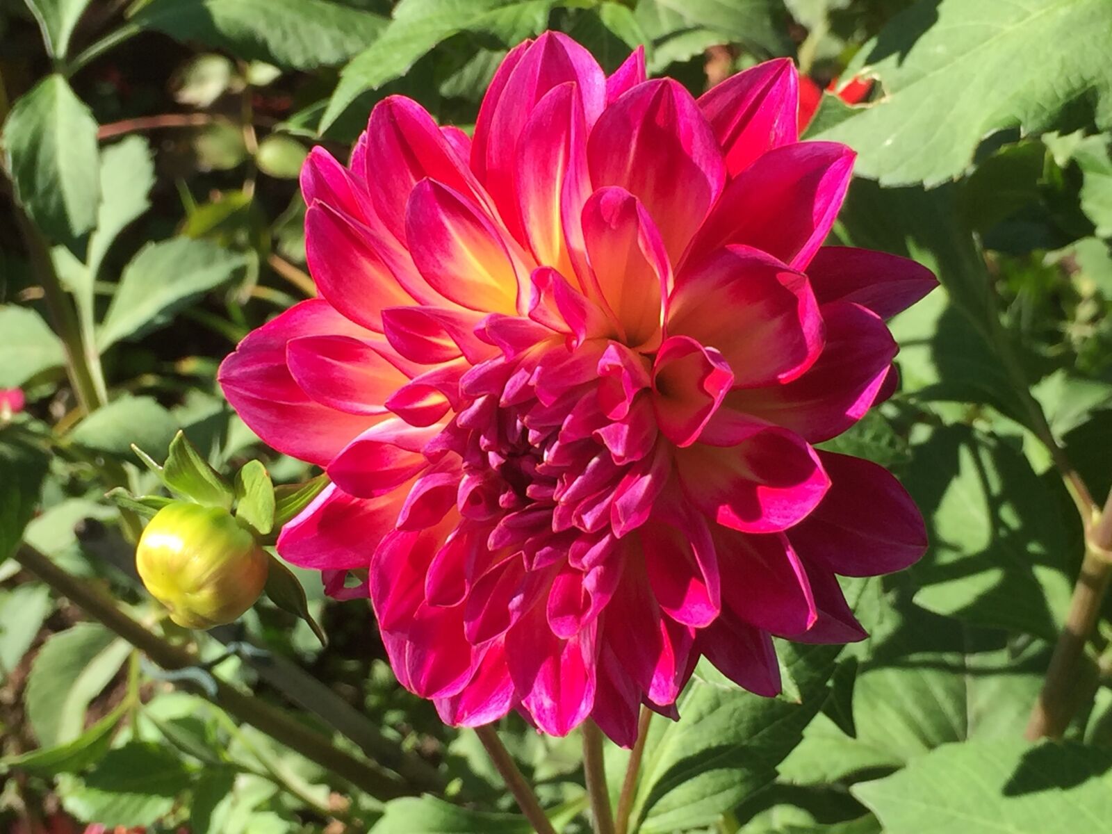 iPhone 6 Plus back camera 4.15mm f/2.2 sample photo. Orange, flower, massachusetts photography
