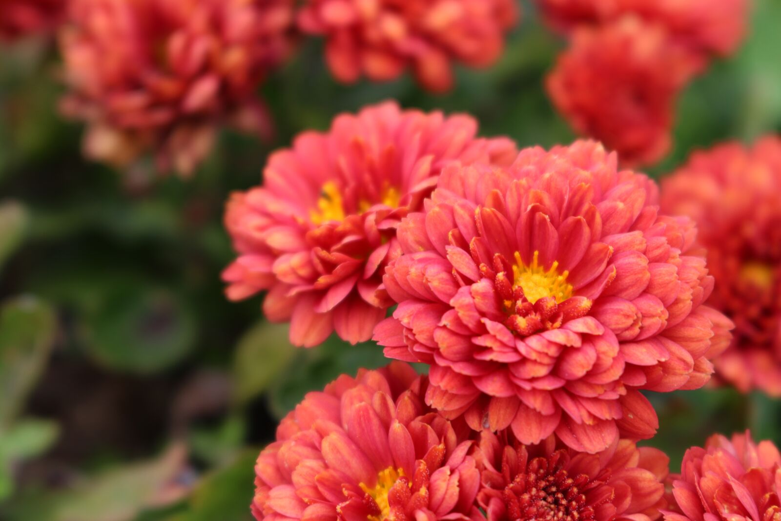 Canon EOS 750D (EOS Rebel T6i / EOS Kiss X8i) sample photo. Flowers, red, nature photography