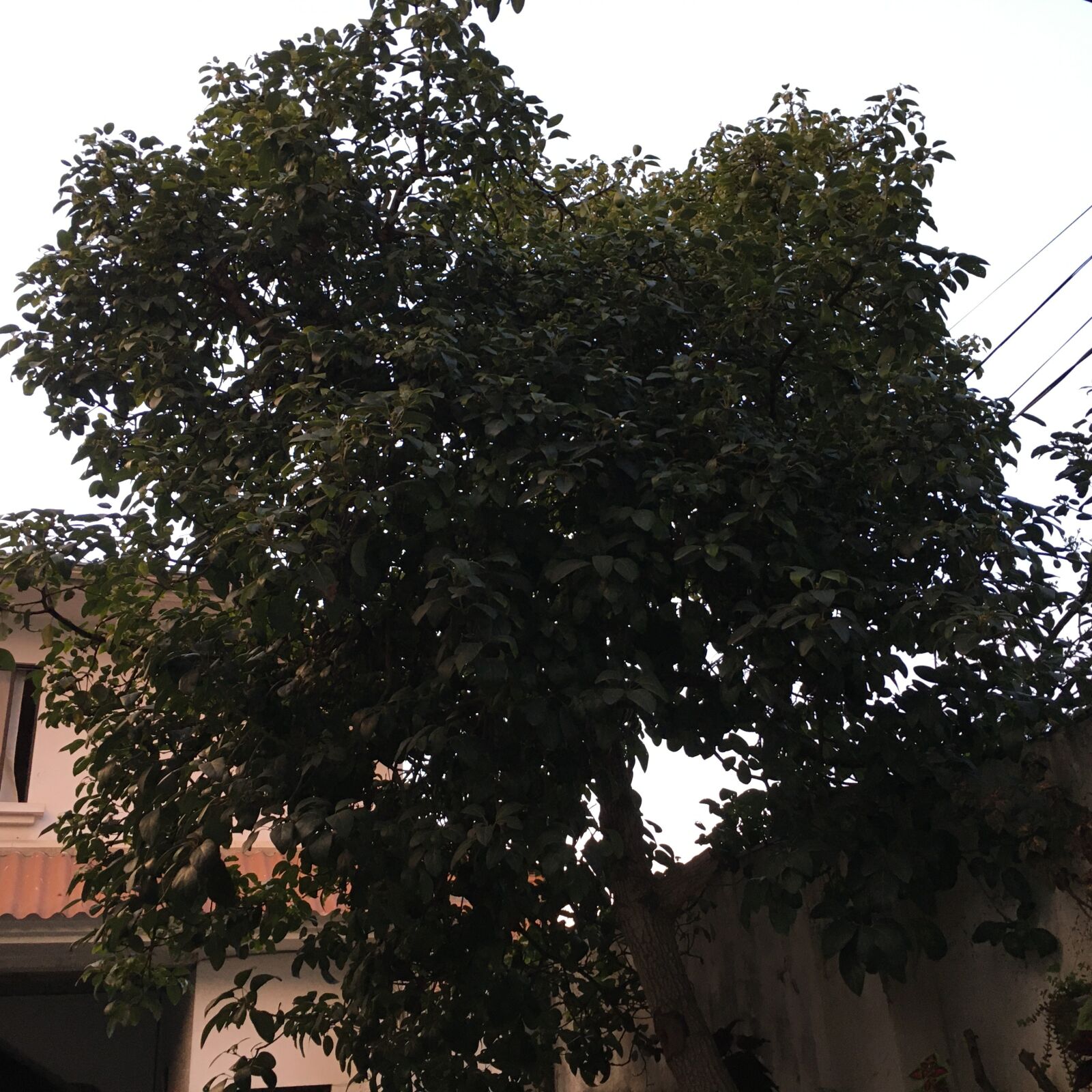Apple iPhone 6s sample photo. Trees, nature, earth photography