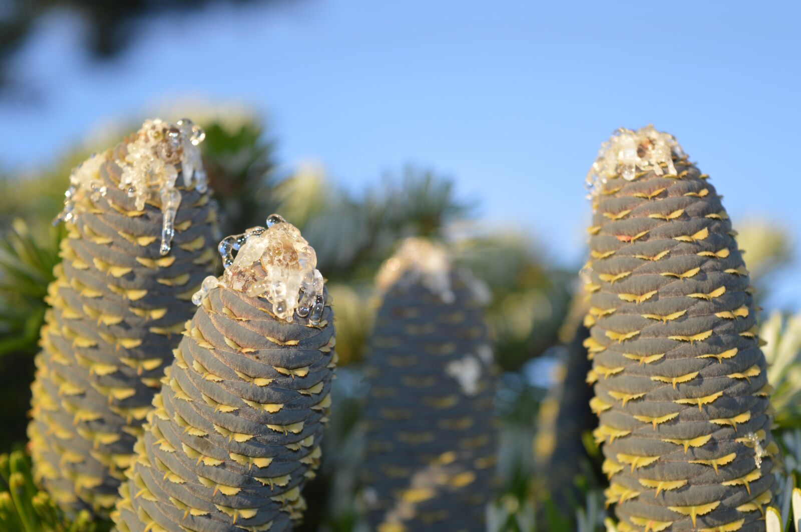 Nikon D3200 sample photo. Cone, resin, spruce photography