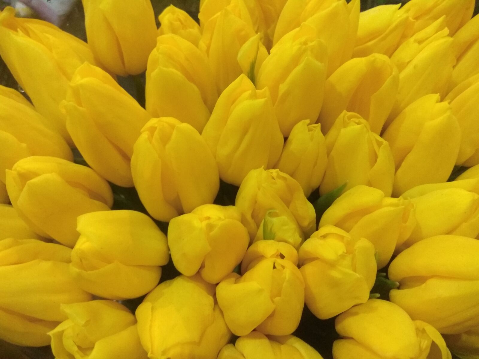 Xiaomi Redmi Note 4 sample photo. Yellow, spring season, love photography