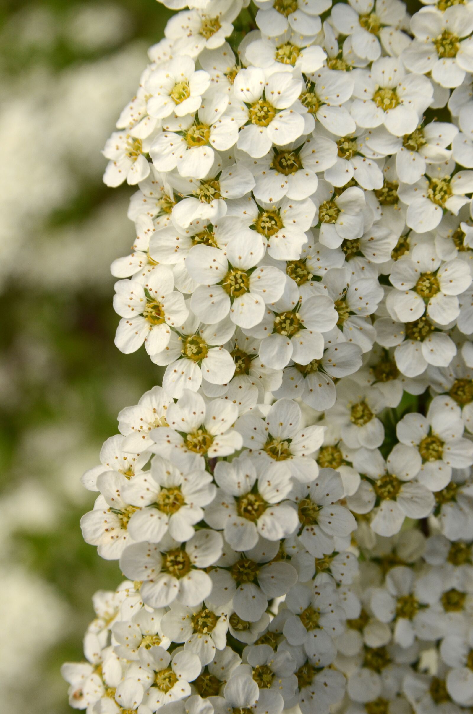 Nikon D7000 sample photo. Flora, bush, flower photography