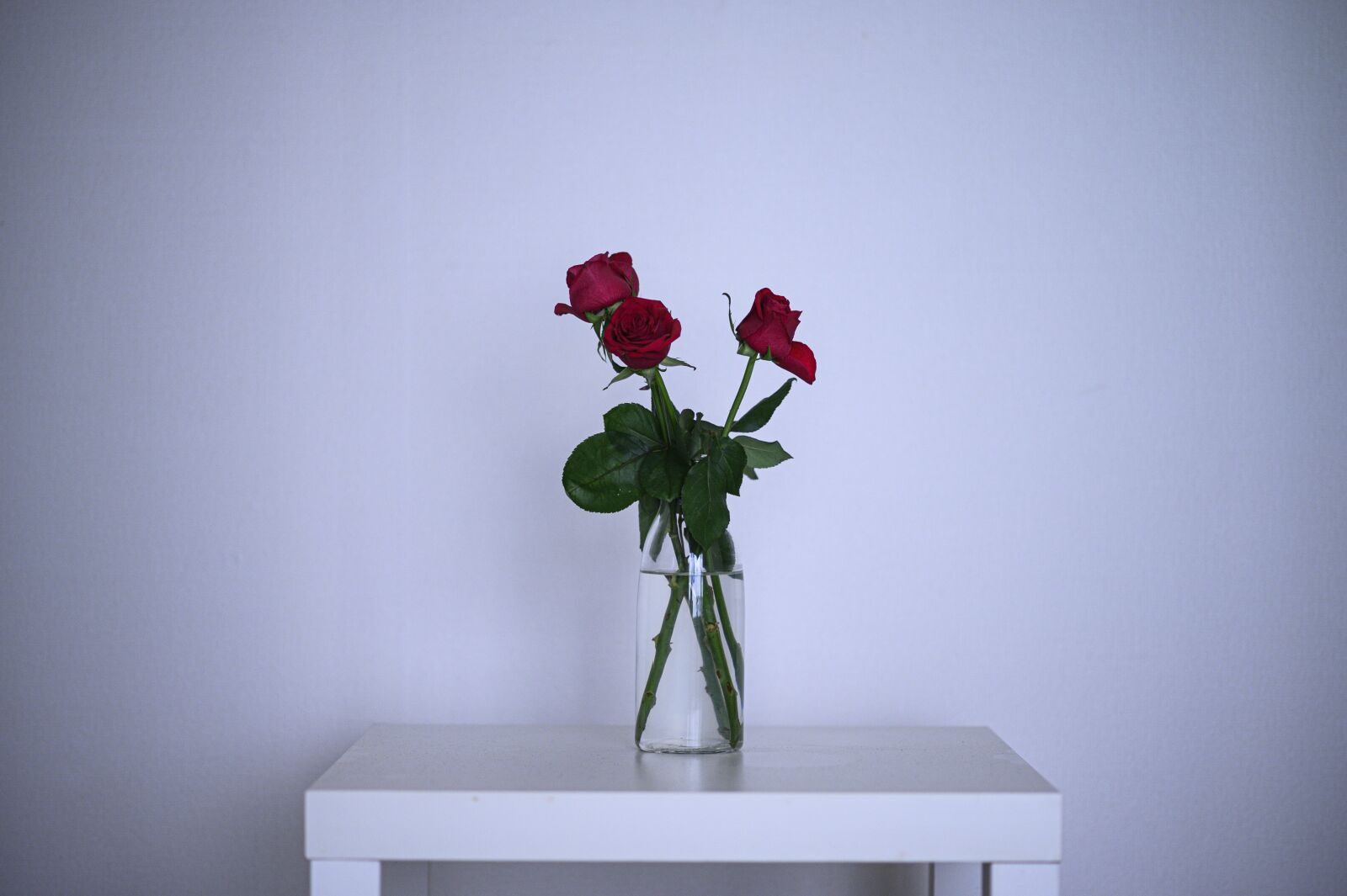 Nikon Z6 sample photo. Rose, red, minimalist photography